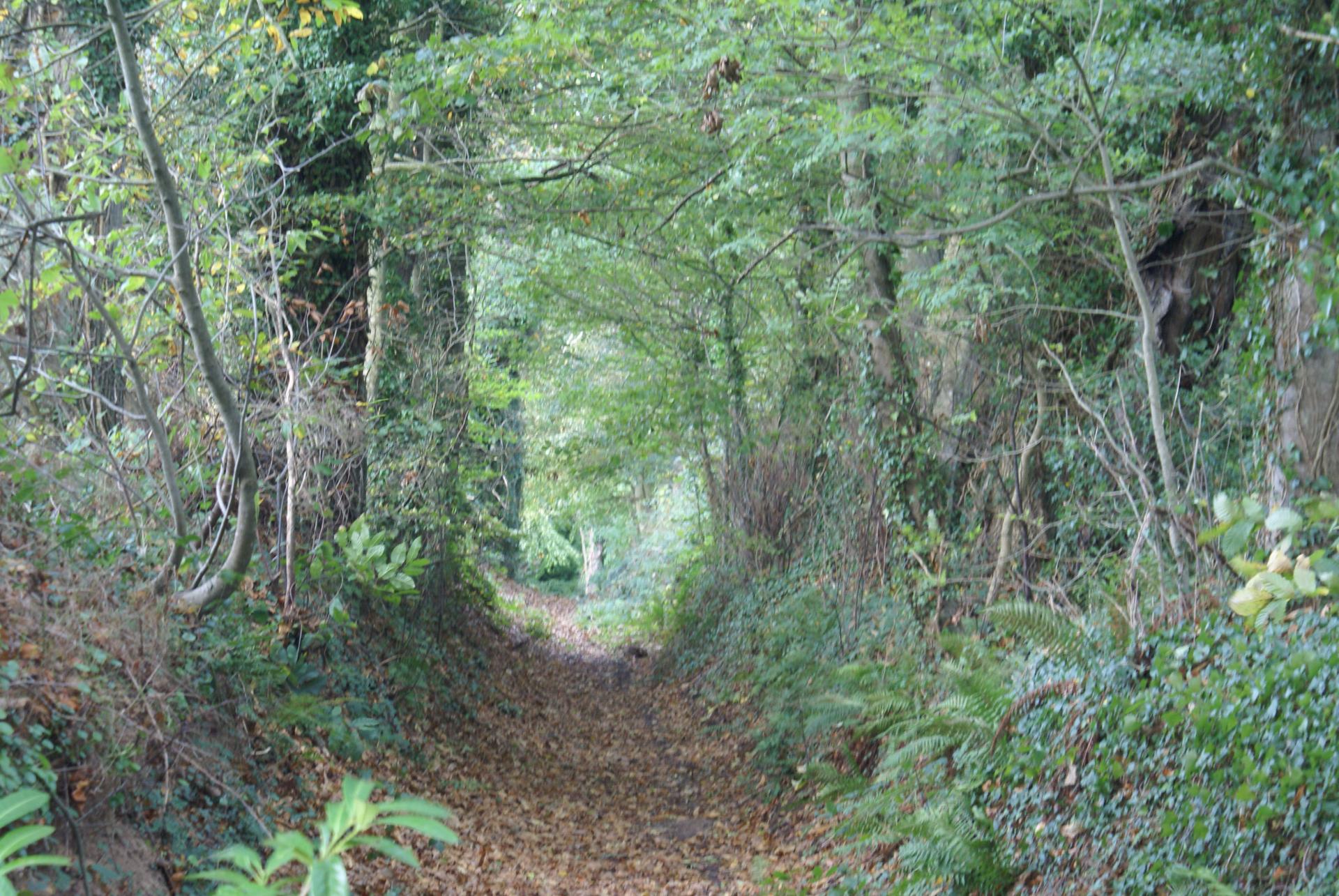 L'allée vers le bois