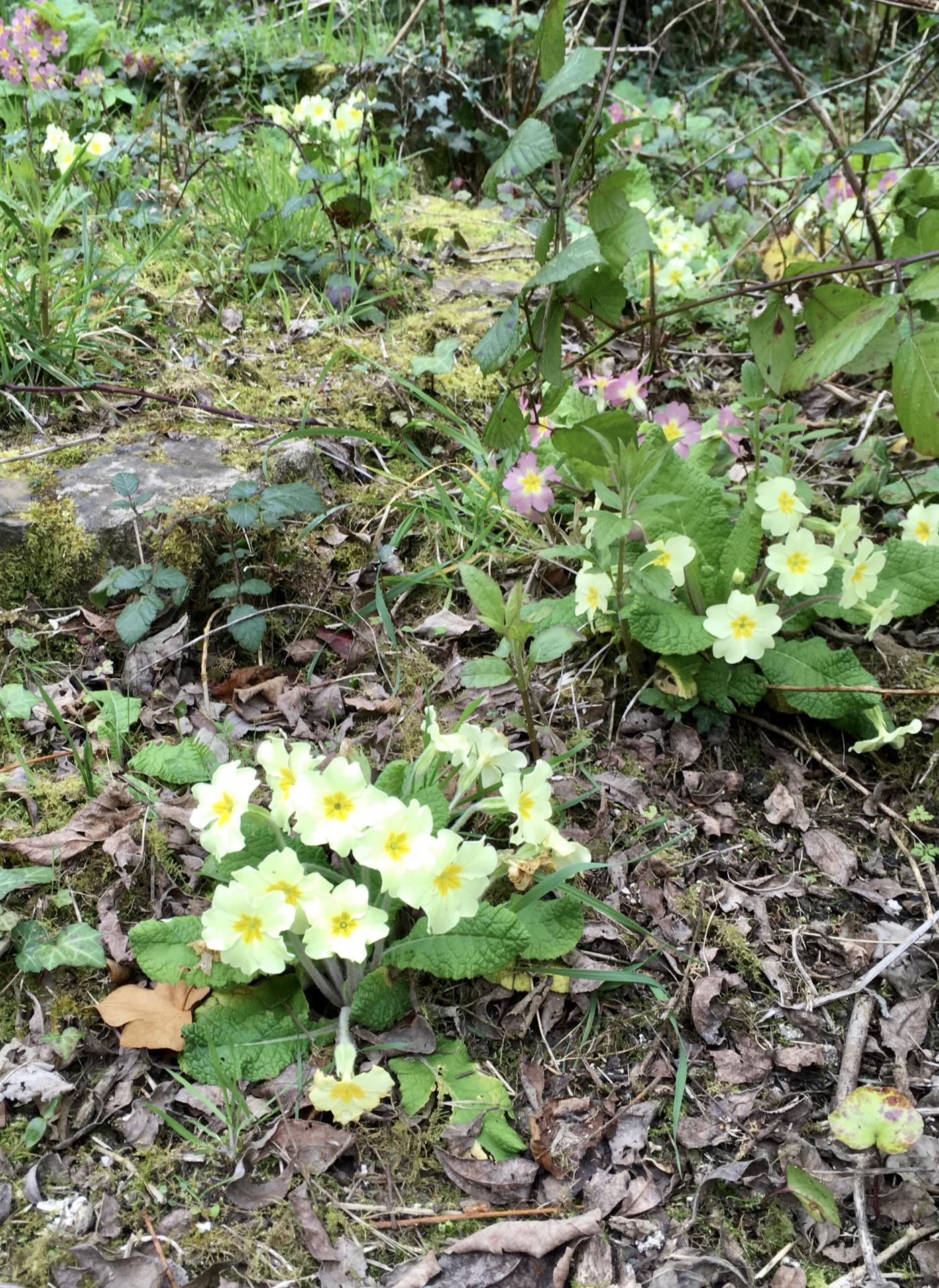 Herboristerie de printemps au jardin