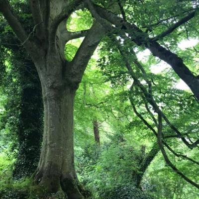 Arbre hetre