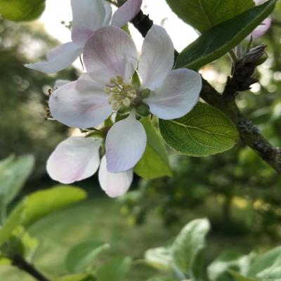 Pommier en fleur